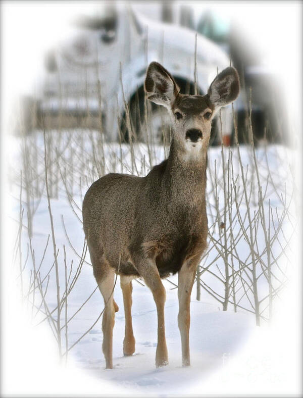 Deer Art Print featuring the photograph Winter Deer on the Tree Farm by Cindy Schneider
