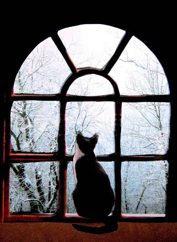 Cats In Windows Art Print featuring the photograph Winter Musing by Angela Davies