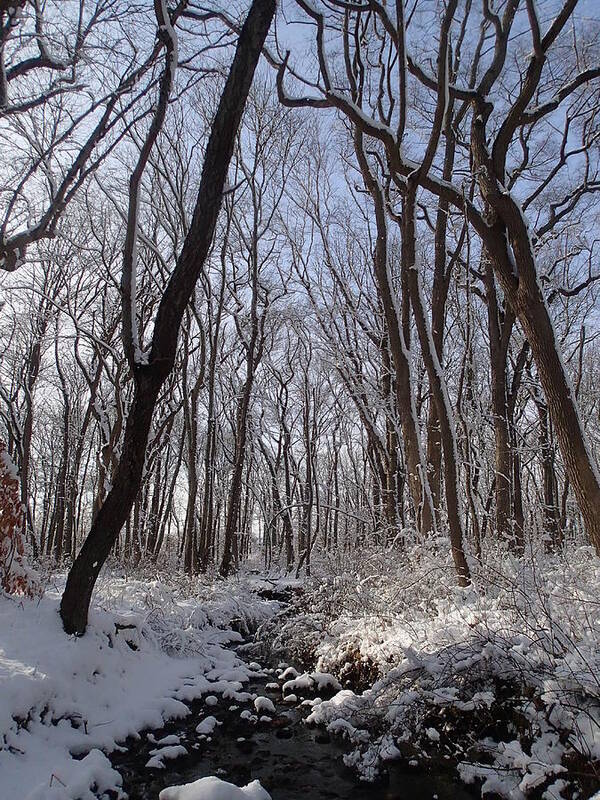 Nature Art Print featuring the photograph Winter Woods 3 by Robert Nickologianis