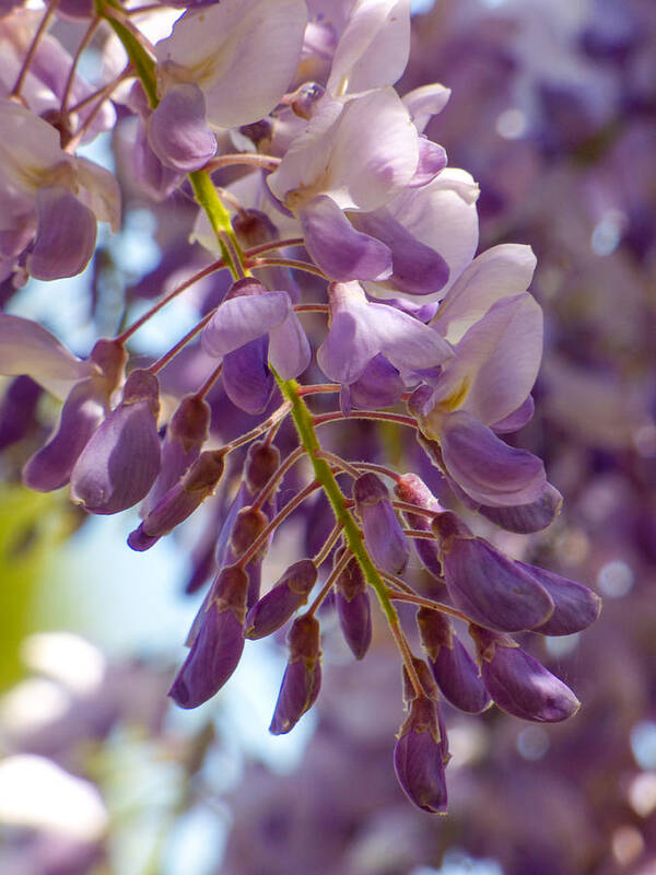 Blooms Art Print featuring the photograph Wisteria Blooms by Steve Taylor