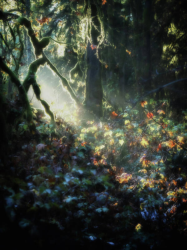 Forest Art Print featuring the photograph Woodland Mystery by Lynn Wohlers
