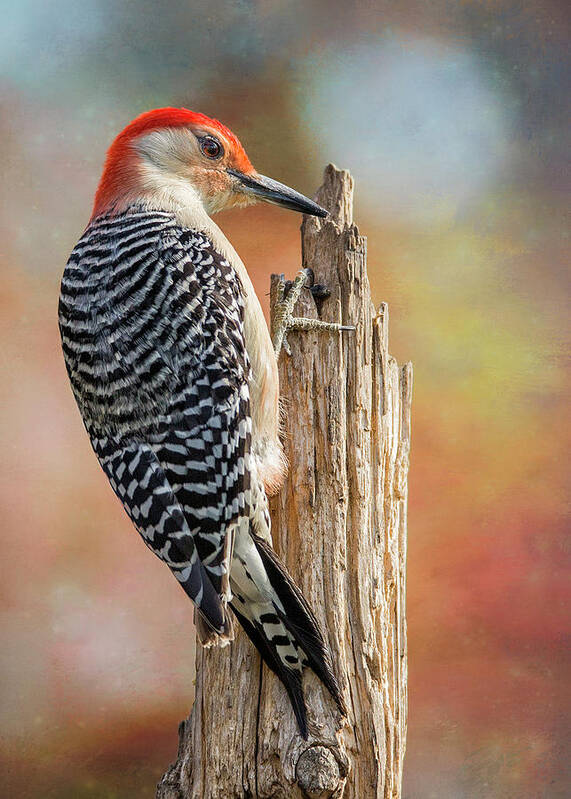 Red-bellied Woodpecker Art Print featuring the photograph Woody Side Profile Post by Bill and Linda Tiepelman