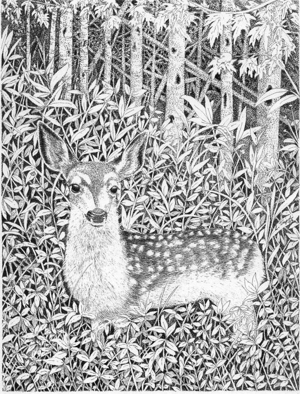 Deer Art Print featuring the drawing Yearling by Lawrence Tripoli