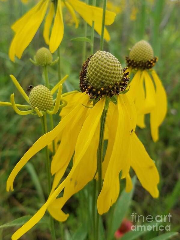 Yellow Cones In The Meadow Art Print featuring the photograph Yellow Cones in the Meadow by Maria Urso