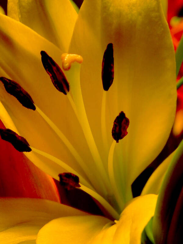 Lilly Art Print featuring the photograph Yellow Lilly by Doc Howell