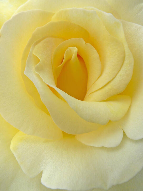 Rose Art Print featuring the photograph Yellow Rose Chiffon by Jennie Marie Schell