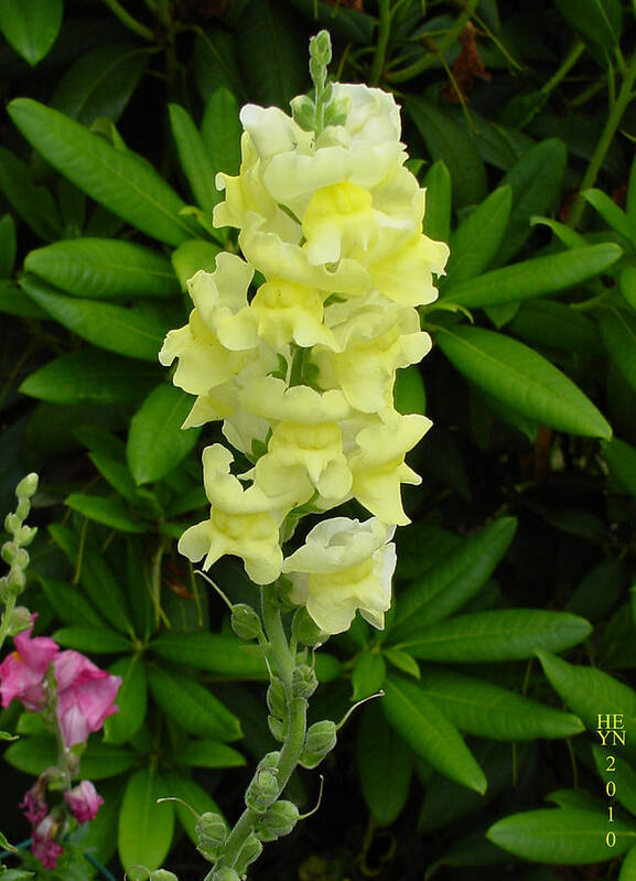 Yellow Art Print featuring the photograph Yellow Snapdragon by Shirley Heyn