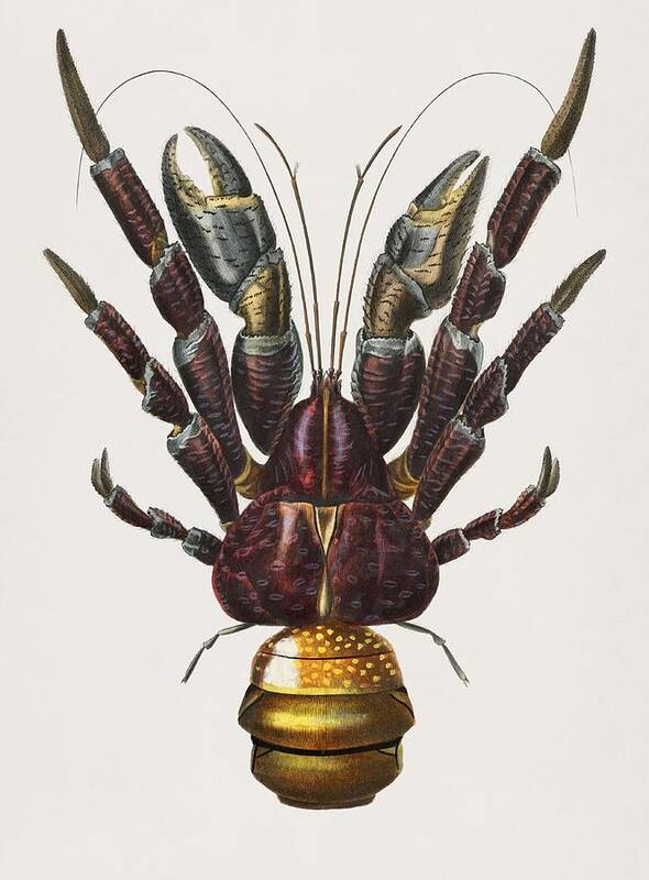 Crab Art Print featuring the painting Coconut Crab Birgus latroi illustrated by Charles Dessalines D Orbigny 1806-1876 2 #1 by Celestial Images