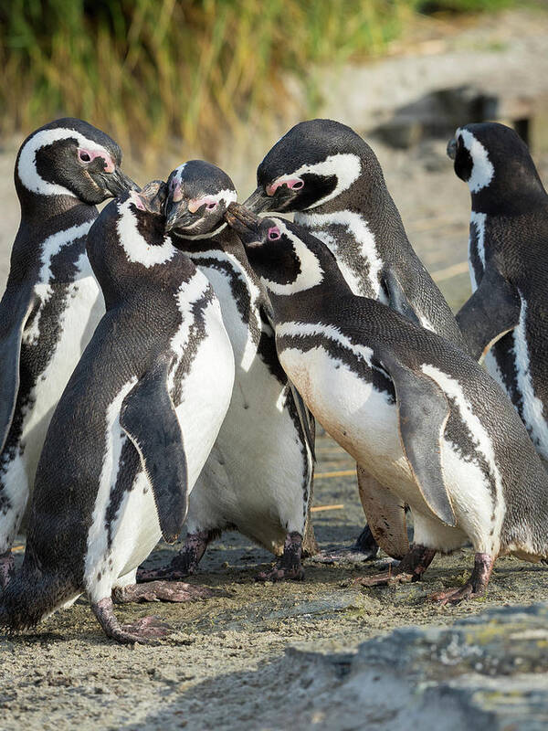 Affection Art Print featuring the photograph Magellanic Penguin Social Interaction #1 by Martin Zwick