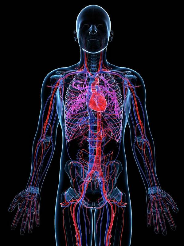 Anatomy Art Print featuring the digital art Male Cardiovascular System, Artwork #1 by Sciepro