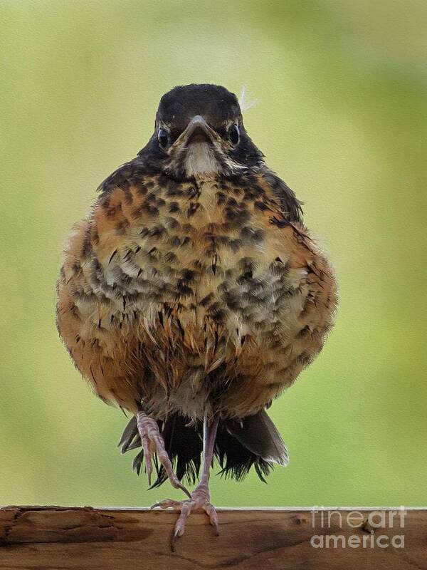 Robin Art Print featuring the photograph On Guard #1 by Diana Rajala