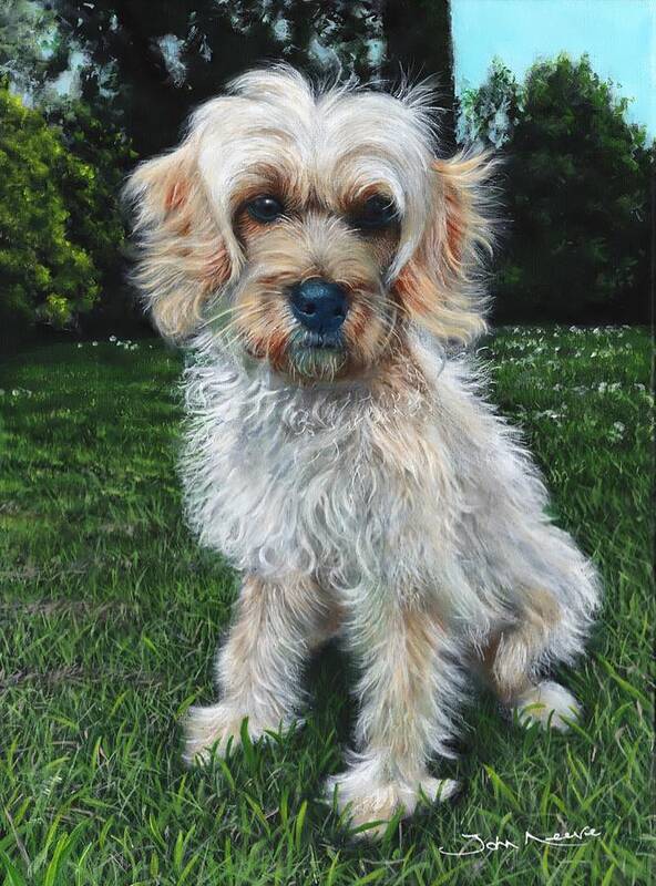 Shih Tzu Art Print featuring the painting Portrait of Toffee #1 by John Neeve
