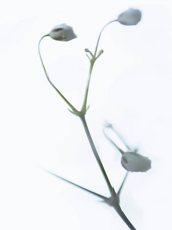 Photography Art Print featuring the photograph White Buds II #1 by James Mcloughlin