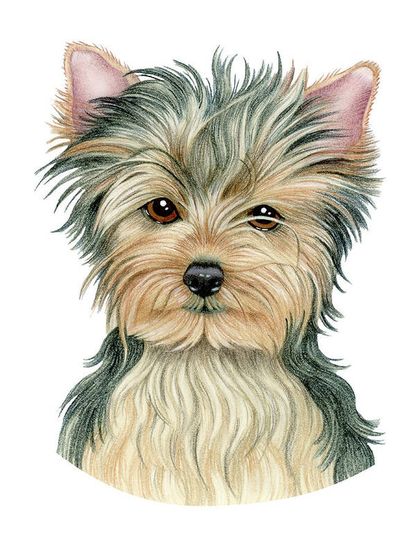 Yorkshire Terrier Art Print featuring the mixed media Yorkshire Terrier #1 by Tomoyo Pitcher
