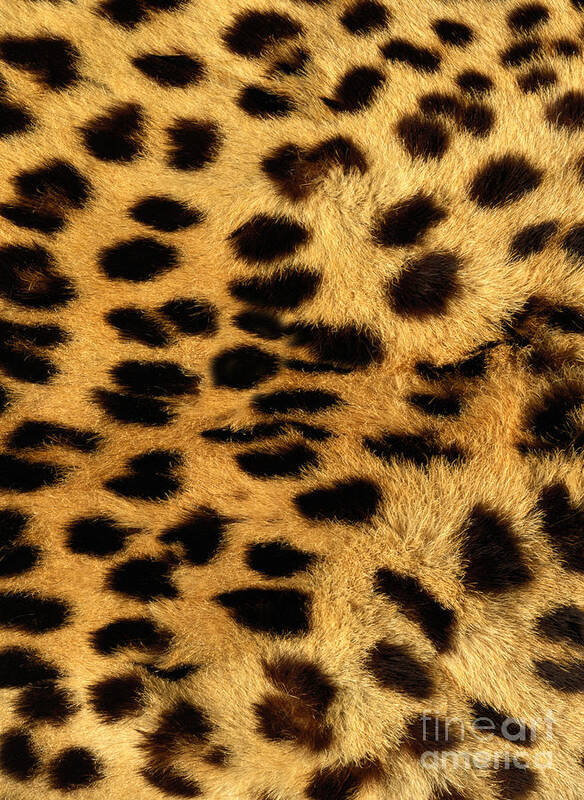 Black Color Art Print featuring the photograph Cheetah Fur #2 by Siede Preis