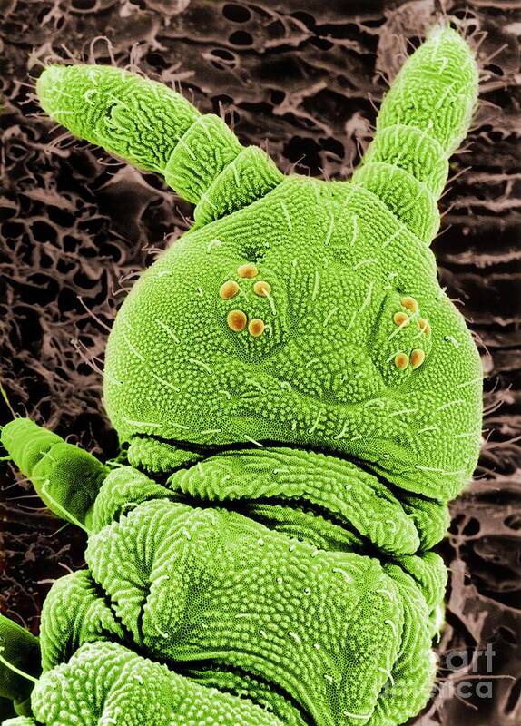 Antennae Art Print featuring the photograph Sem Of A Springtail Head #3 by Dr Jeremy Burgess/science Photo Library