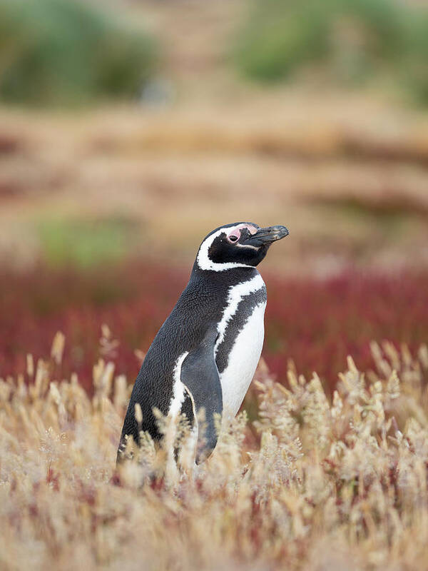 Banded Penguin Art Print featuring the photograph Magellanic Penguin, Falkland Islands #6 by Martin Zwick