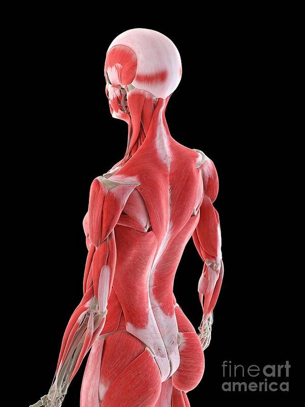 Female Back Muscles #7 Art Print by Sebastian Kaulitzki/science