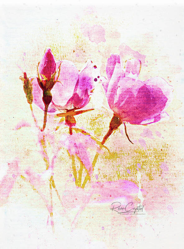 Roses Art Print featuring the photograph A Wink Of Pink by Rene Crystal