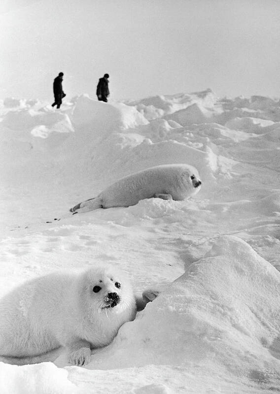 Vertical Art Print featuring the photograph A Young Seals From Greenland In Siberia by Keystone-france