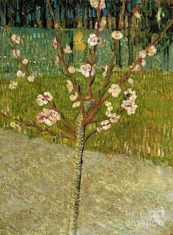 Oil Painting Art Print featuring the drawing Almond Tree In Blossom, 1888. Artist by Heritage Images