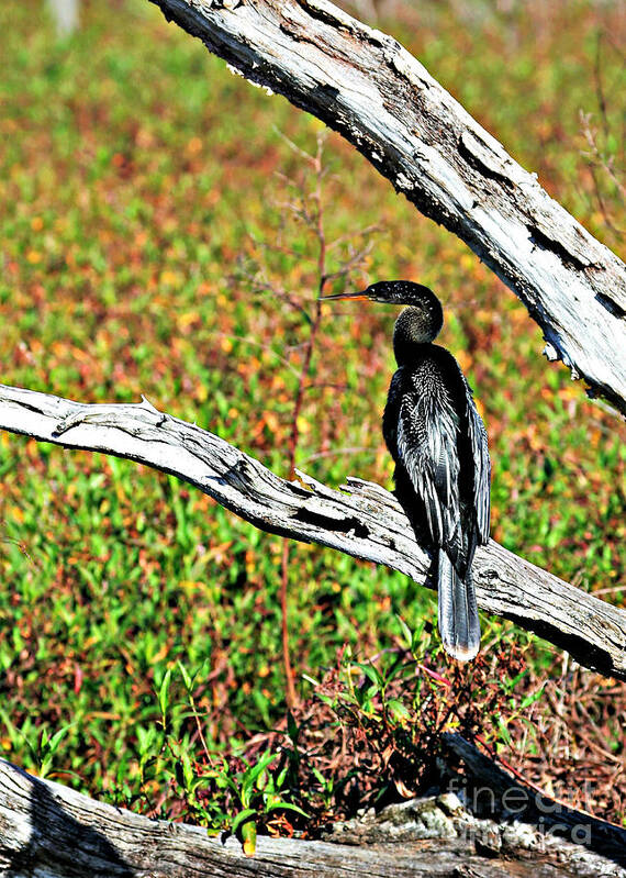 Florida Art Print featuring the photograph Anhinga On A Limb by Diann Fisher