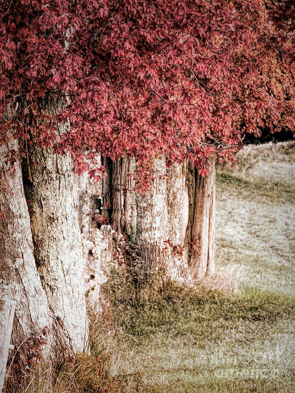 Autumn Art Print featuring the photograph Autumn by Janice Drew