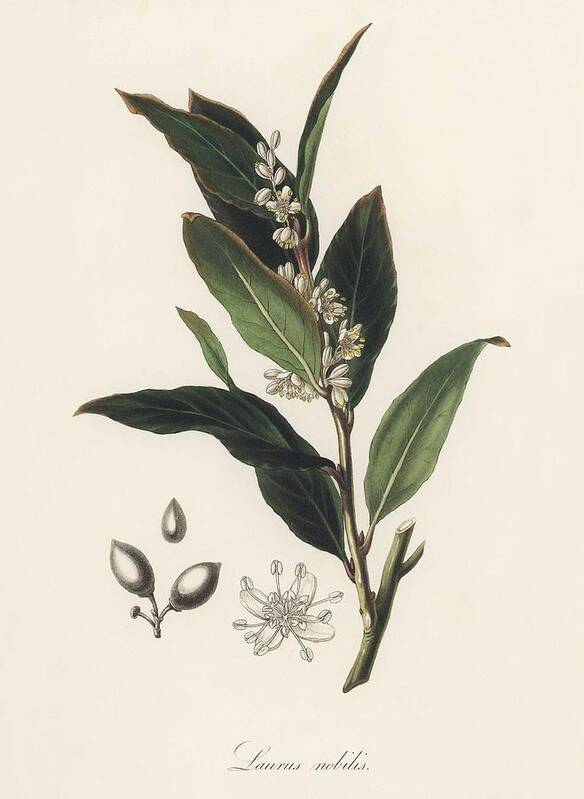 Bay Art Print featuring the painting Bay laurel Laurus nobilis illustration from Medical Botany 1836 by John Stephenson and James Mor by Celestial Images