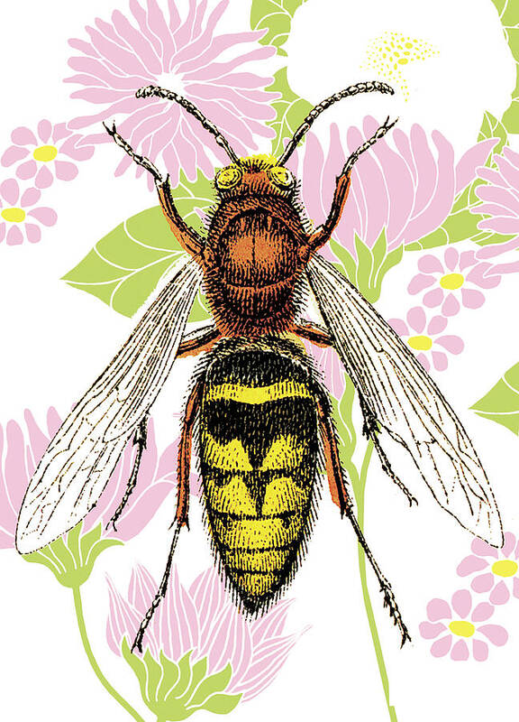 Animal Art Print featuring the drawing Bee on Flower Wallpaper by CSA Images