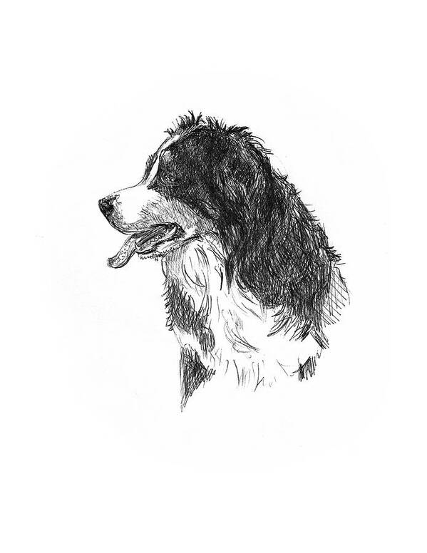 Bernese Mountain Dog Art Print featuring the drawing Bernese Mountain Dog by Masha Batkova