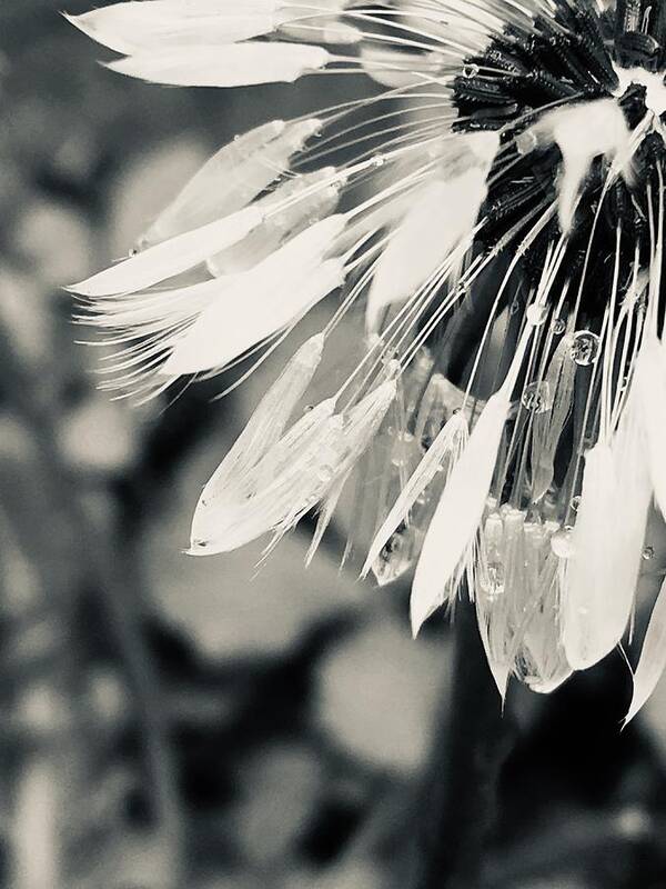 Black & White Art Print featuring the photograph Black and White Dandelion Photograph by Itsonlythemoon -