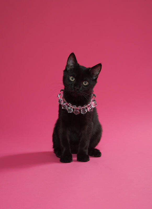 Pets Art Print featuring the photograph Black Kitten Wearing Jewelled Necklace by Peety Cooper