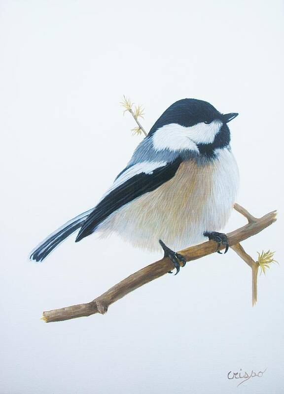 Nature Art Print featuring the painting Blackm cap titmouse by Jean Yves Crispo