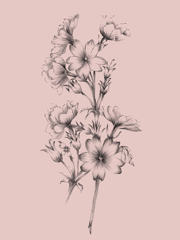 Flower Art Print featuring the mixed media Blush Pink Flower Drawing II by Naxart Studio
