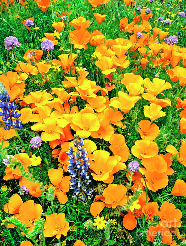 North America Art Print featuring the photograph California Poppies and Betham Lupines Southern California by Dave Welling