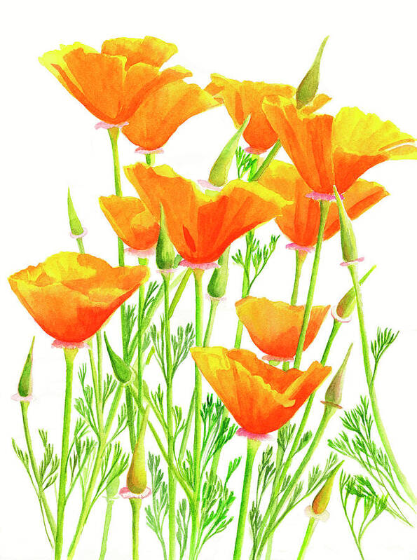 Watercolor Art Print featuring the painting California Poppies by Sharon Freeman