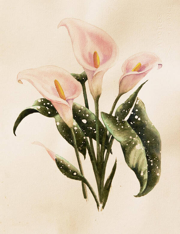 Floral Art Print featuring the painting Calla Lilys by Heidi E Nelson