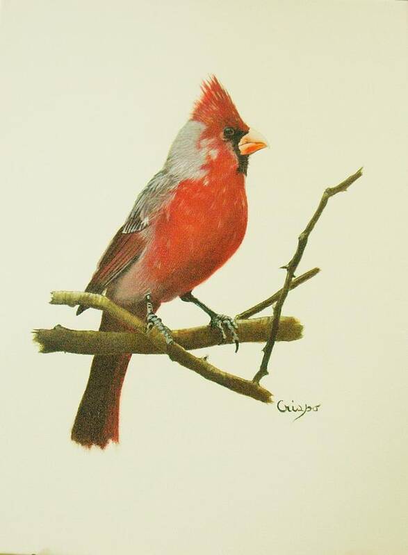 Bird Art Print featuring the painting Cardinal by Jean Yves Crispo