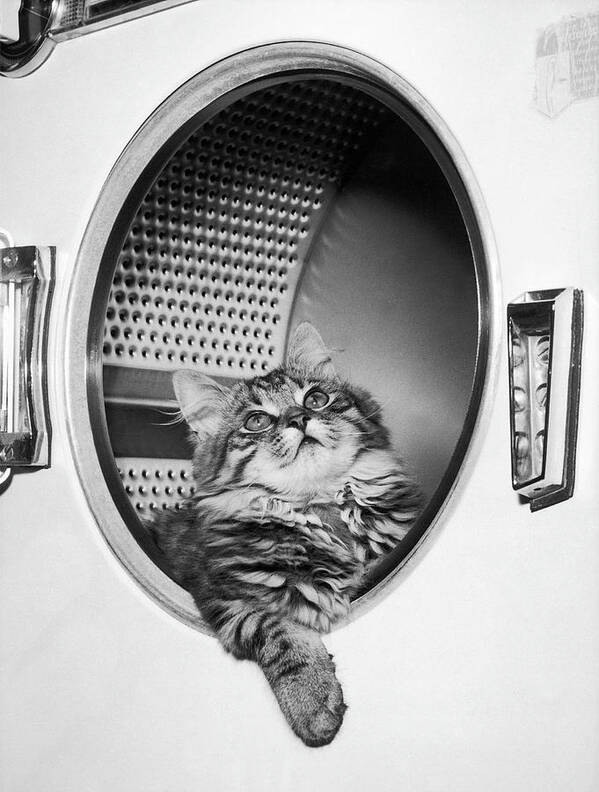 1950-1959 Art Print featuring the photograph Cat In The Washing Machine by Keystone-france