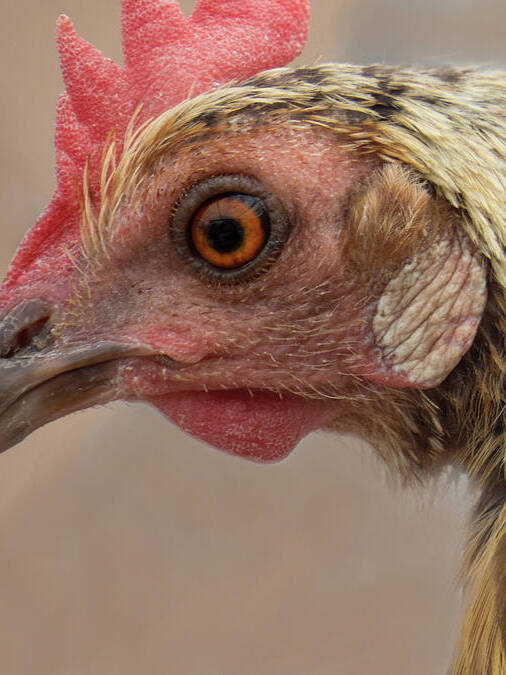  Art Print featuring the photograph Chicken Face 2 by Christy Garavetto