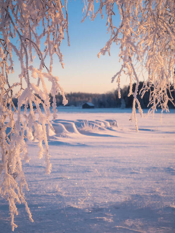 Landscape Art Print featuring the photograph Close Up From Frosty Tree Branches by Jani Riekkinen