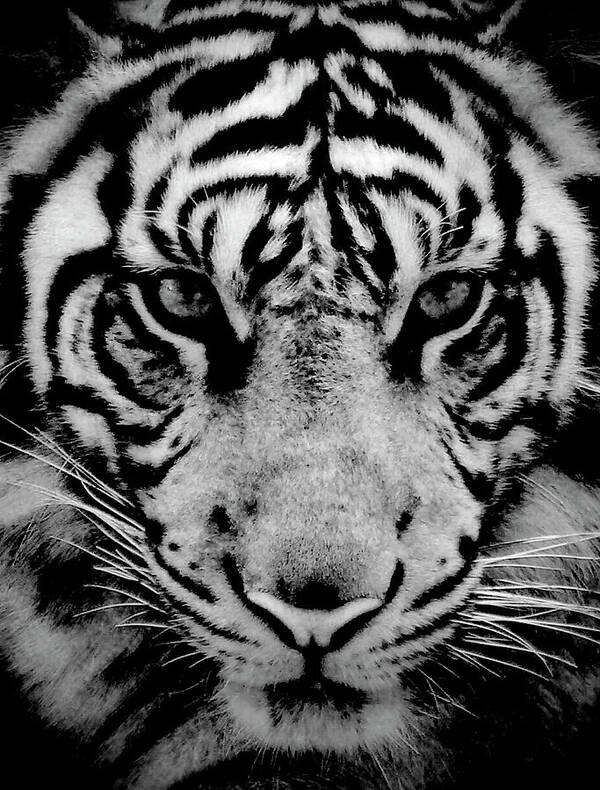 Animal Themes Art Print featuring the photograph Close Up Of Sumatran Tiger by Aris And Ressy