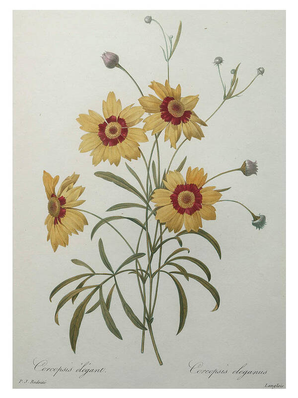 Redoute Art Print featuring the painting Coreopsis or Tickseed by Pierre-Joseph Redoute
