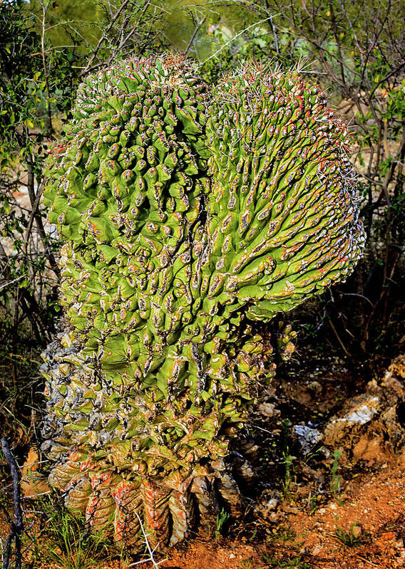 Crested Art Print featuring the photograph Cristate Barrel Cactus v1645 by Mark Myhaver