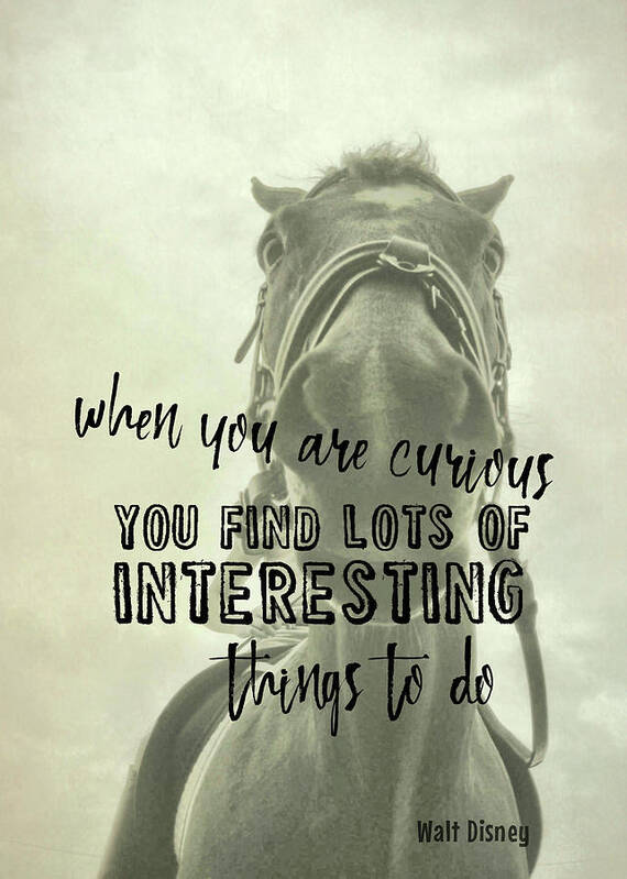 Are Art Print featuring the photograph CURIOUS KIRBY quote by Dressage Design