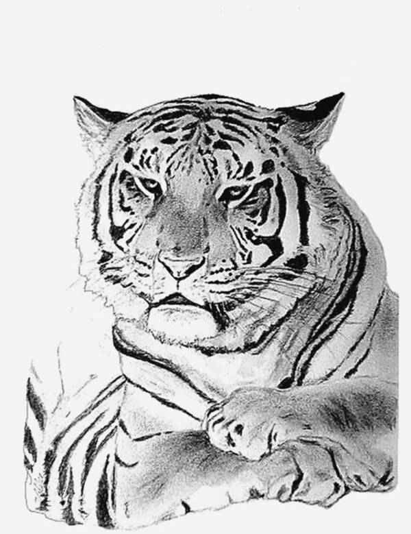 Tiger Art Print featuring the drawing Darwin by Vallee Johnson