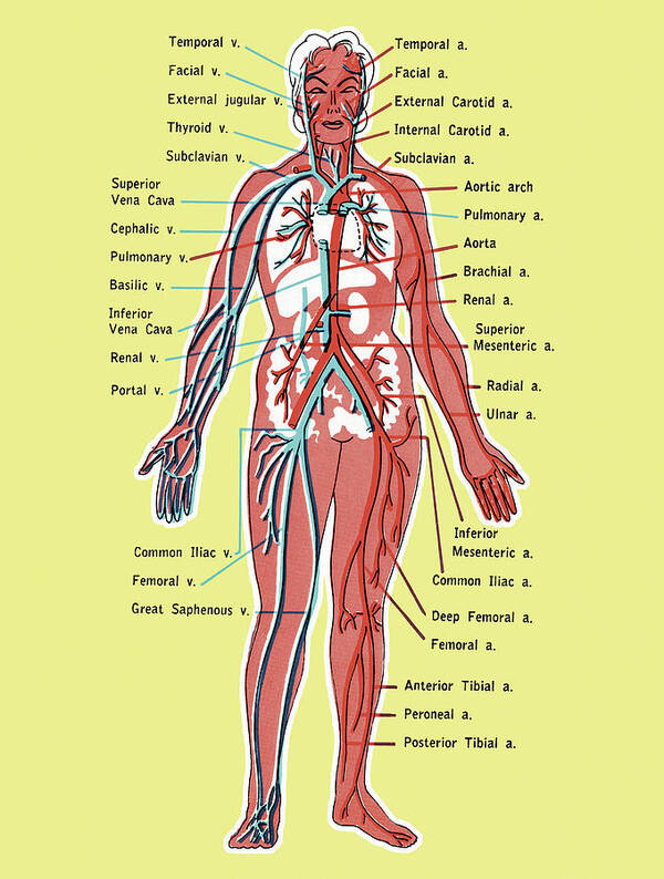 Anatomical Art Print featuring the drawing Diagram of the Circulatory System by CSA Images