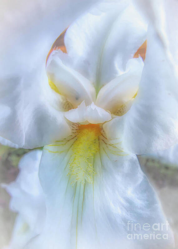 White Art Print featuring the photograph Dreamy White Iris by Amy Dundon