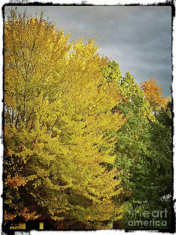 Fall Art Print featuring the photograph Fall Color by Kathy Strauss