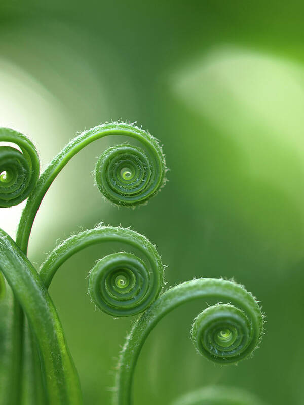 Natural Pattern Art Print featuring the photograph Fern In Forest by © Machel Spence